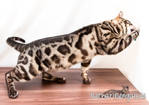 Bengalkater charcoal